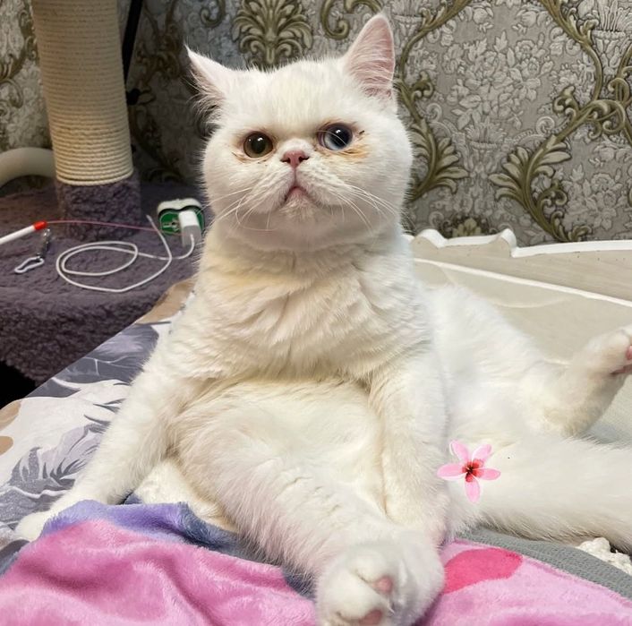 Предлагается кот на вязку.