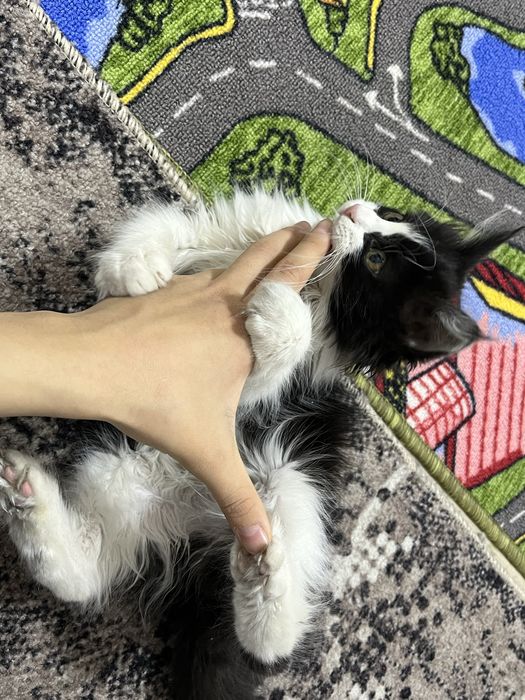 Котенок девочка в добрые руки