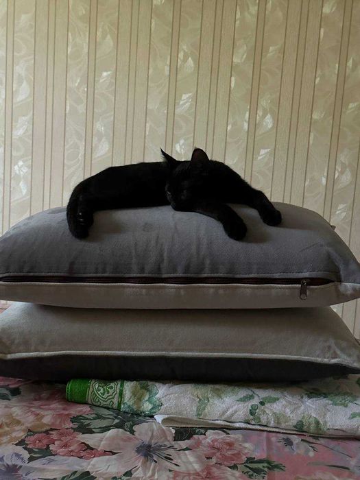 Отдам котенка в заботливые руки