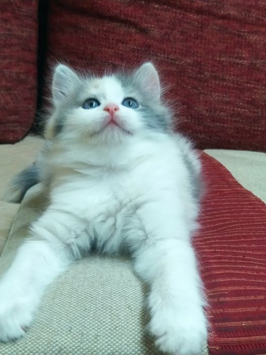 Сибирские котята