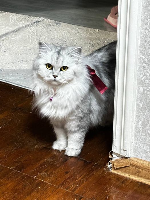 Ищем (жениха) кота для вязки шиншила