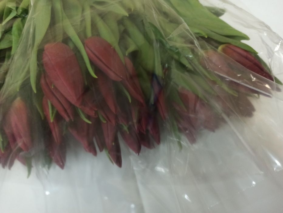 Тюльпаны оптом от 420