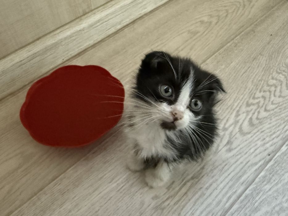 срочно! заберите котенка!