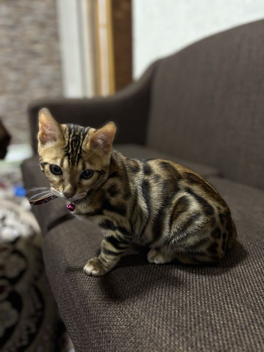 Срочно продается Бенгальская кошка
