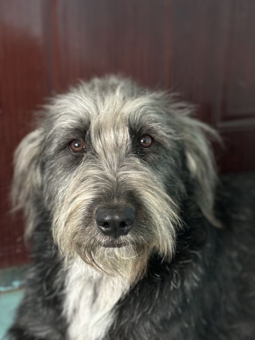 Ищем добрые руки