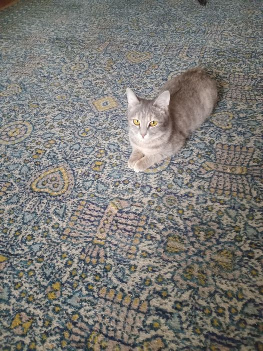 Пристраивается кошечка бесплатно в добрые руки. домашняя. .