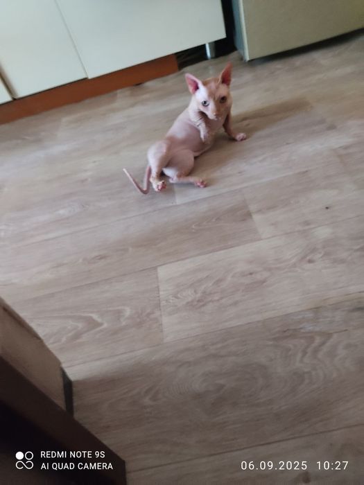 Продаётся канадский сфинкс