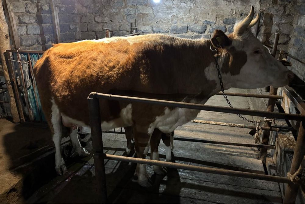 Сиыр сатылады , продам корову