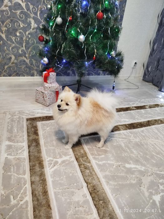 Немецкий Шпиц на вязку. Мальчик