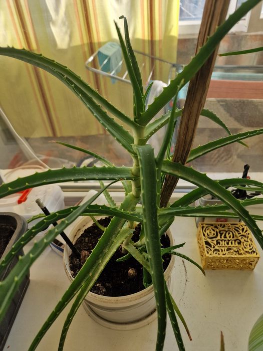 Продам алоэ 4хлетки