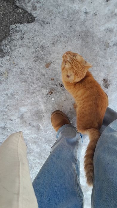 Отдаём рыжего котика