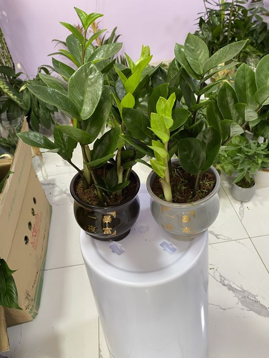 Цветы для дома и офиса. В скидочных ценах