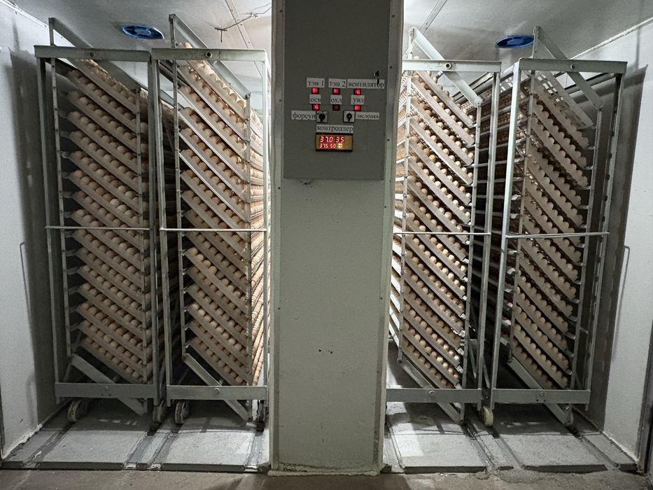 Суточные бройлеры COOB 500