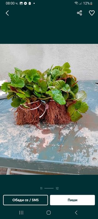 Продавам добре вкоренен разсад корени със уникална корено ва система