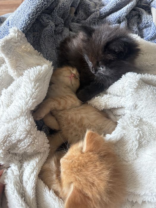 отдам котят в хорошие руки