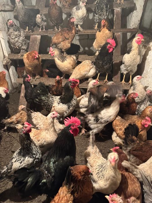 Продам домашний петухи