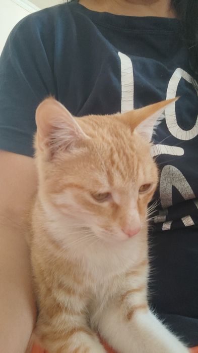 Еркек мысық бар тегін