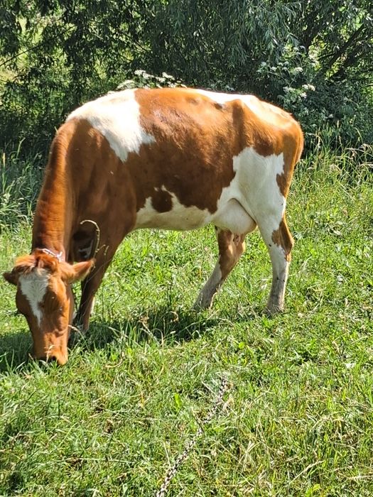 Vând vaca bună de lapte.