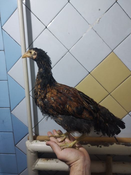 Joja xorozla, жожа хуроз, жожалар