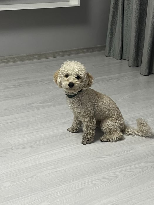 Карликовый пудель