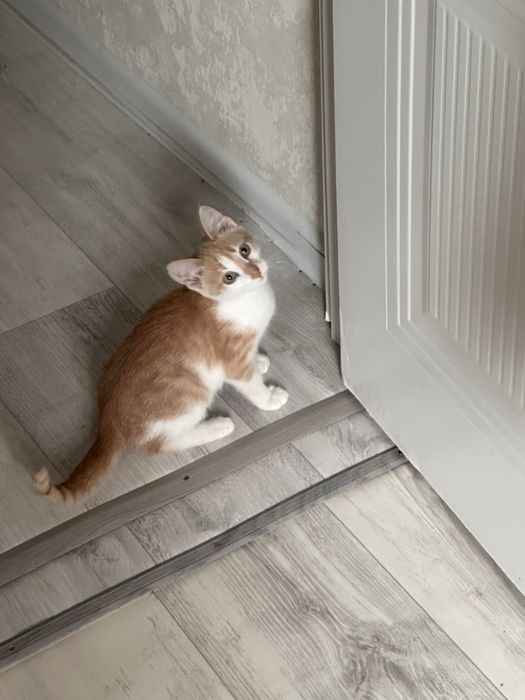 Милейший мальчик ждет свою семью, домашний котик