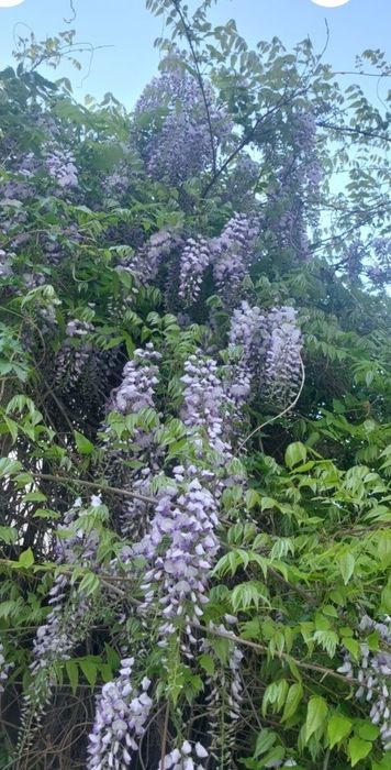 Glicina în ghiveci, wisteria mov - producător plante ornamentale