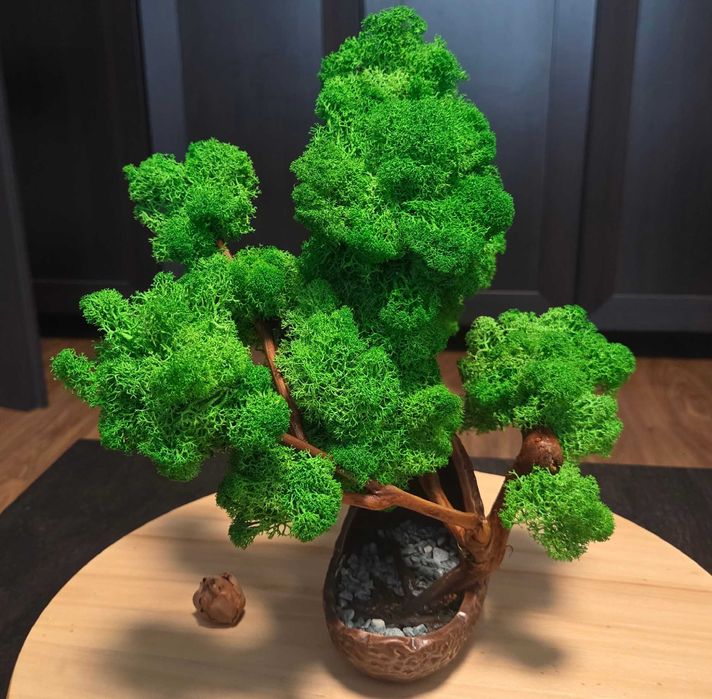 Bonsai Artisanal Eternity – O sculptură vie din Licheni și Viță de Vie