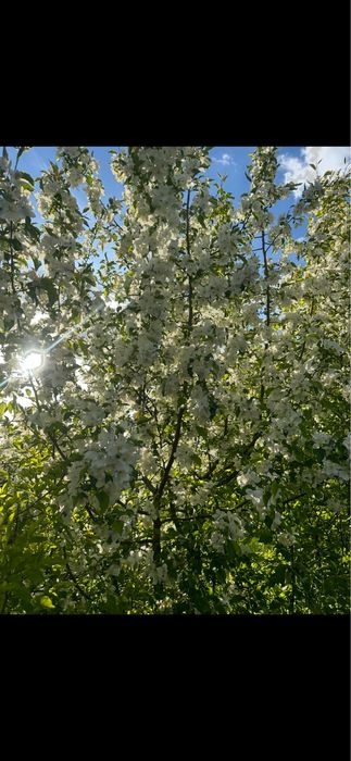 Продам дачу СО Ромашка
