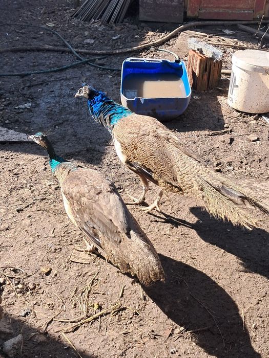 Păuni pereche (pauni standard indian blue)