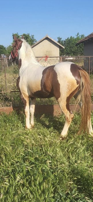 Vand  armasar  pinto perfect pentru echitatie si atelaj