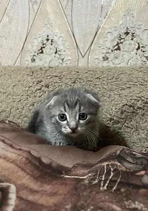 Милые котята, мальчики и девочки