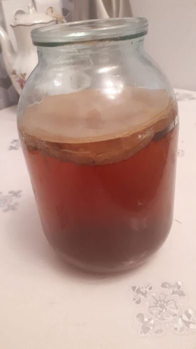 Продам чайный гриб