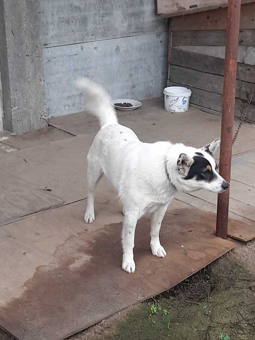 Подарявам малки кученца