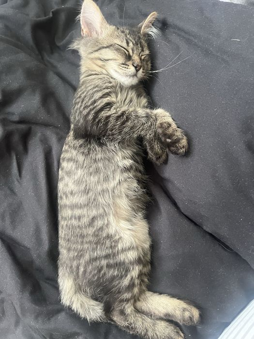 2кота 1кошка умные у всех