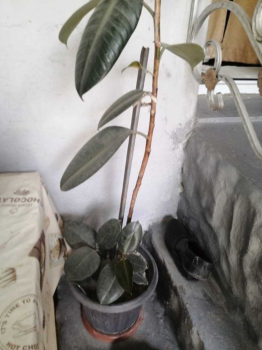 Цветы комнатные продам