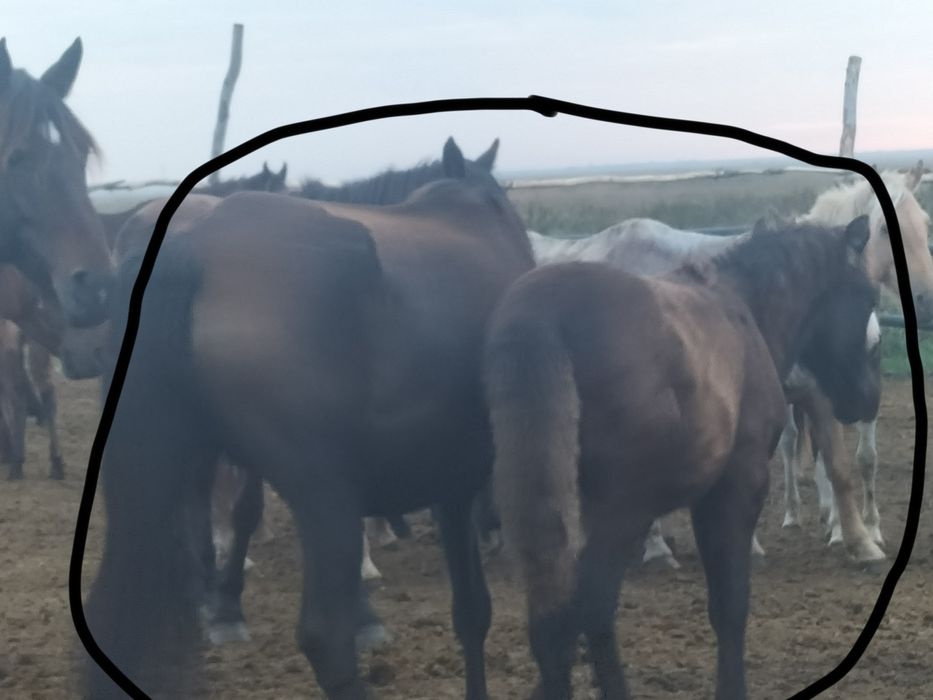Продам кобылу с жеребёнком