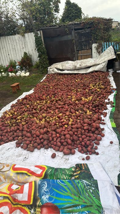 Продам картофель домашний