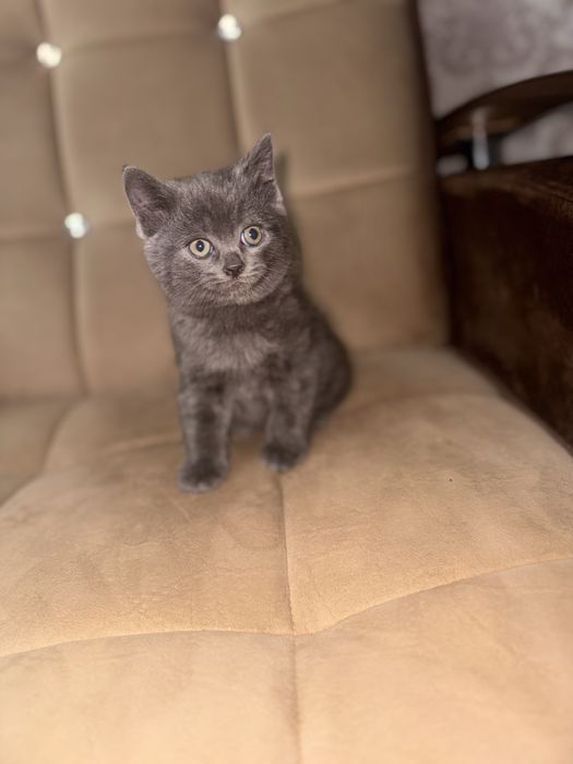 Скоттиш страйт девочка