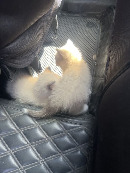 Отдам месячных котят в добрые руки