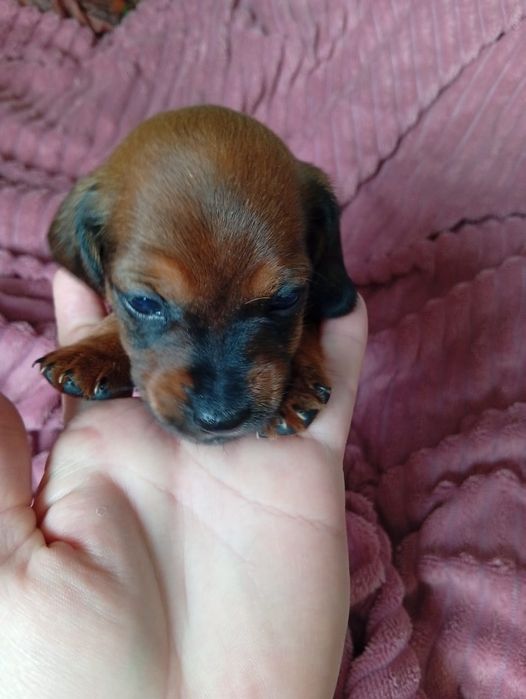 Бронь щенят таксы