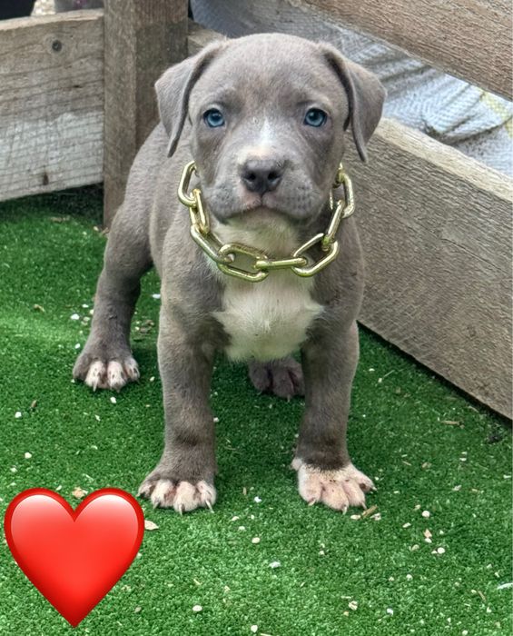 Amstaff blue.