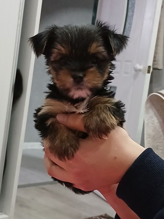 Иоркшерсеий терьер