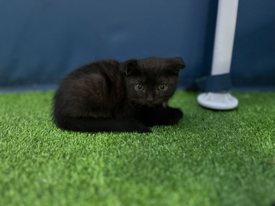 Котята 2 месяца ,игривые