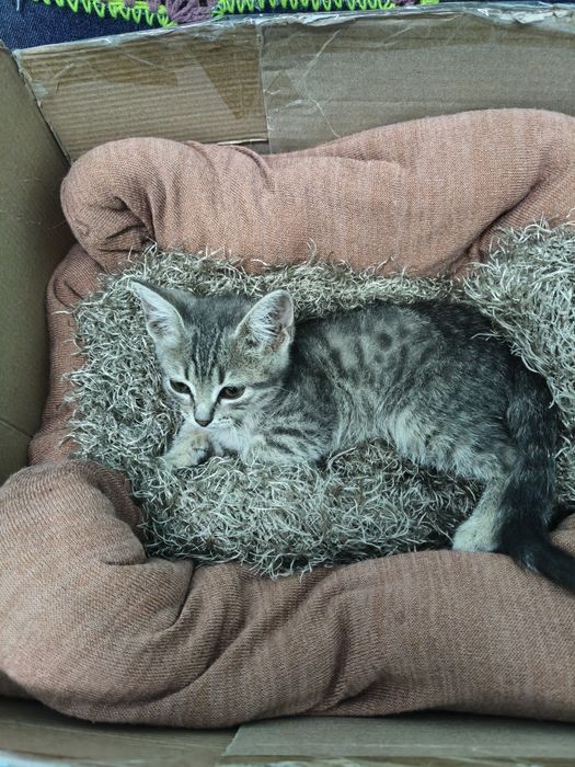 СРОЧНО! Котенок девочка в добрые руки.