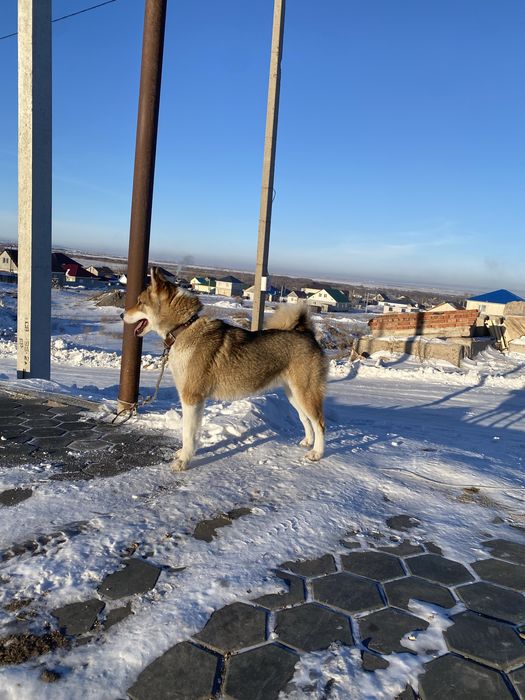 Продам щенок лайка