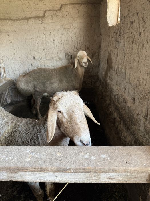 Қошқарлар тұқымдық