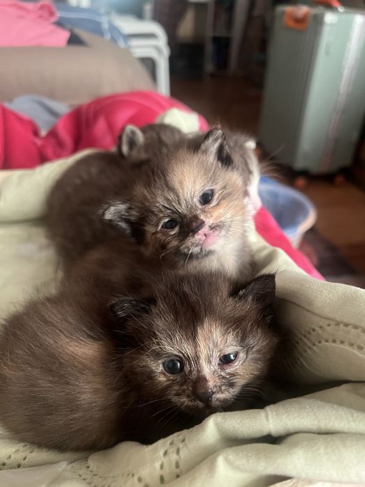 Отдам котят добрые руки