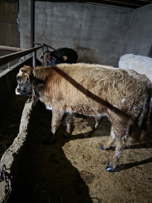 Продам бычка  возраст 6 месяцев