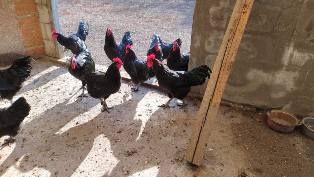 Vand  cocosi tineret Australorp negru mai 2025