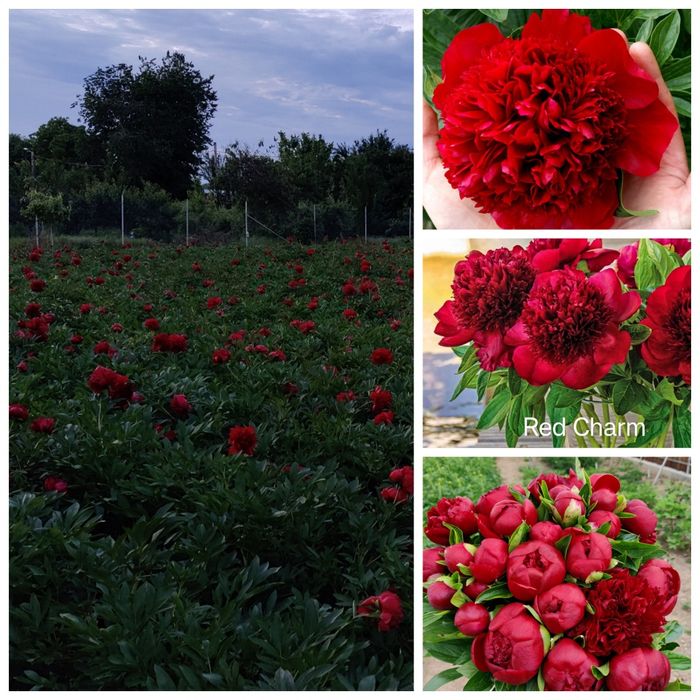Bujori flori tăiate